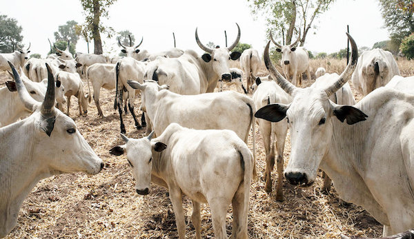 Buy Whole Cows & Goats